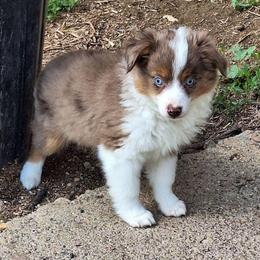 Jasper - Red merle male Miniature Australian Shepherd puppy in Fairview, South Dakota from Dakota Toy Aussies