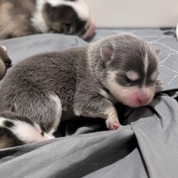 Dante - Male - Blue male Pomsky puppy in Hurleyville, New York from My Crazy Pomskys