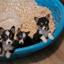 Rayn - Black and tan Pembroke Welsh Corgi puppy in Oklahoma from Smiths Companions