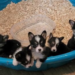 Rayn - Black and tan Pembroke Welsh Corgi puppy in Oklahoma from Smiths Companions