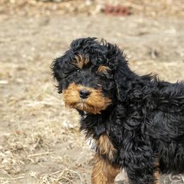 Cinderella - Phantom female Bernedoodle puppy in Eureka, Illinois from Joley Aire Family Dogs