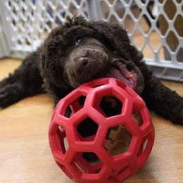 Poodle Puppies from Piccolo's Poodles