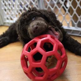 Poodle Puppies from Piccolo's Poodles