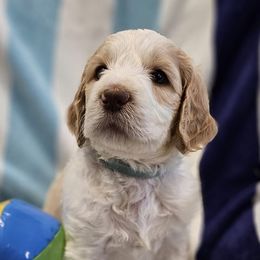 Labradoodles and Labrador Retrievers from Heeling House