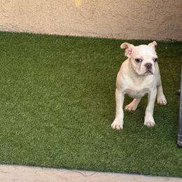 Cream boy longer cork screw tail - Black and white male Boston Terrier puppy in Madera Acres, California from Muggin Bostons Terriers and Mini Dachshund
