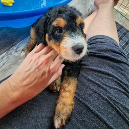 Assorted Doodle Crosses Puppies from Do Wah Diddy Doodles