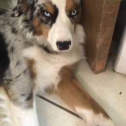 Winter - Miniature Australian Shepherd