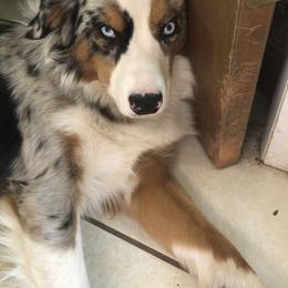 Winter - Miniature Australian Shepherd