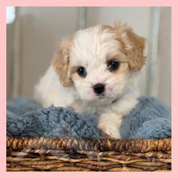 Boy 1 - Blenheim male Cavachon puppy in Smoot, Wyoming from Designer Mountain Mutts