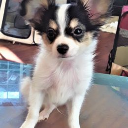 Papillons from Papillon Ranch