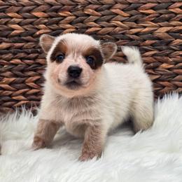 (Green) Red Male - Red speckled male Australian Cattle Dog puppy in Burleson, Texas from Bluebonnet Heelers