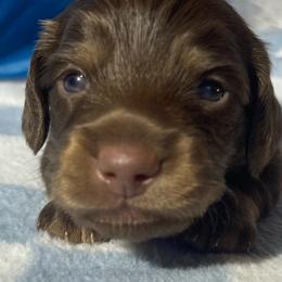 Lil Bobby - Chocolate and cream male Dachshund puppy in Jackson, Tennessee from Cashmere Crown Mini Dachshunds