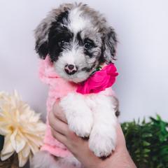 Bordoodle Puppies from 2J 2K Bordoodles