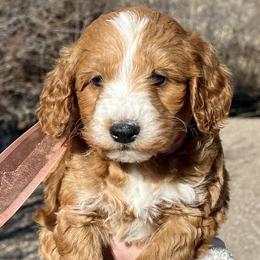 Peach Male - Apricot male Goldendoodle puppy in Great Falls, Montana from Montana Goldendoodles