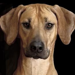 Hazel - Rhodesian Ridgeback