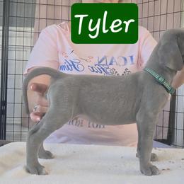 Tyler - Blue male Great Dane puppy in Longview, Texas from Lazy A Danes