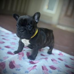 Yellow (Honey) - Brindle female French Bulldog puppy in Rochester, Washington from Frenchie Bulldog Kisses