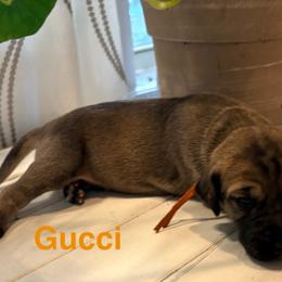 Gucci - Fawn male Great Dane puppy in Aldie, Virginia from High Point Mountain Danes