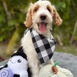 Tiny Tim - Parti male Goldendoodle puppy in Palm Beach, Florida from Cuddly Doodles
