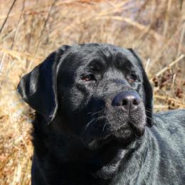 Legend - Labrador Retriever