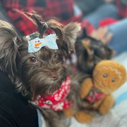 Navi - Yorkshire Terrier