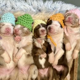 Australian Shepherd puppies from Malin Family Aussies