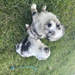 Big Hoffa - Blue merle male Miniature Australian Shepherd puppy in Greenwood, Indiana from Above All Aussies