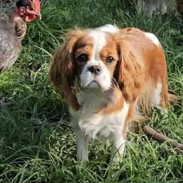 Wheezie - Cavalier King Charles Spaniel