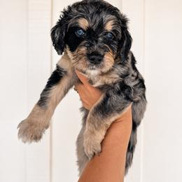Mookie - Blue merle male Aussiedoodle puppy in Greensboro, North Carolina from Glendale Doodles