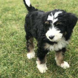 Bernedoodle and Goldendoodle Puppies from Camp Doodle Woods