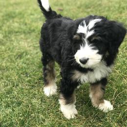 Bernedoodle and Goldendoodle Puppies from Camp Doodle Woods