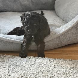 Cavapoo Puppies from House of Cavapoos