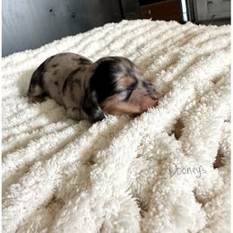 Navy - Dapple female Dachshund puppy in Molino, Florida from Dooney's Dachshunds