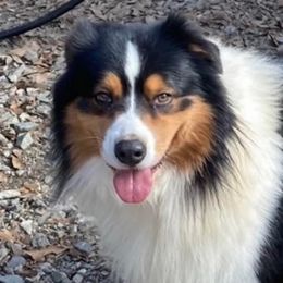 Wrangler - Australian Shepherd