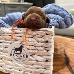 Orange collar female - Chocolate female Labrador Retriever puppy in Gainesville, Georgia from Rucker Retrievers