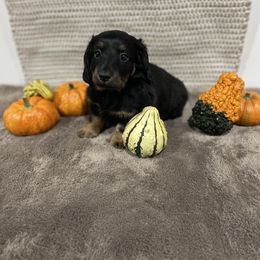 Puppy 1 - Black and tan male Dachshund puppy in Wayland, Iowa from CR Kennels