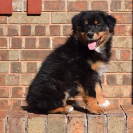 Crimp - Black tri-color female Australian Shepherd puppy in Wichita Falls, Texas from Spotted Mule Aussies
