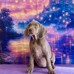 Mary - Silver gray female Weimaraner puppy in Aitkin, Minnesota from Whispering’s GunDogs