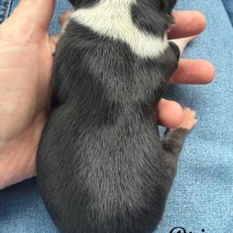 Brie - Black tri female Miniature Australian Shepherd puppy in Sandy Hook, Kentucky from RidgeTop Aussies