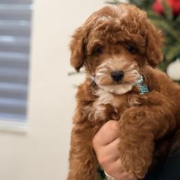 French Bulldog and Goldendoodle Puppies from Haus of Pawz