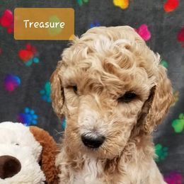 Bernedoodle, Goldendoodle, and Poodle Puppies from Granton Creek