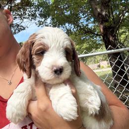 Orange Collar - Parti male Goldendoodle puppy in Winchester, Tennessee from Mahaffey’s Doodles