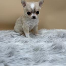 River - Black sabled silver female Chihuahua puppy in Lee Center, New York from Alfheim-Andromeda Chihuahua's (A &A's)