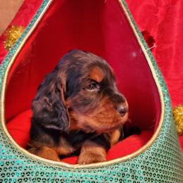 Girl 1 - Black and tan female Gordon Setter puppy in Milton, Florida from Katherine's Golden Retrievers, Gordon Setters, and English Setters