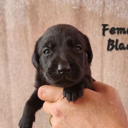 Black girl 1 - Black female Labrador Retriever puppy in Hebron, Kentucky from Top Notches Labrador Retrievers