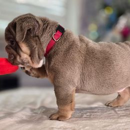 Red Boy - Lilac tri-color male Bulldog puppy in Burleson, Texas from Diamond Deluxx Frenchies