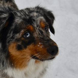 Miniature Australian Shepherds from HaVen Homestead Miniature Australian Shepherds