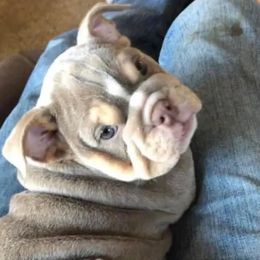 Bulldogs from Kattegat Bulldogs