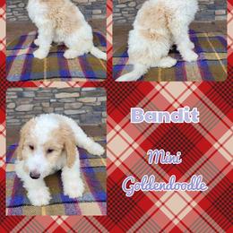 Goldendoodle Puppies from Rose's Doodles