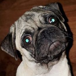Pugs from Pugs of Slapout